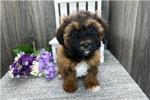 Alanna - puppy for sale