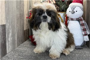 Sanford - puppy for sale