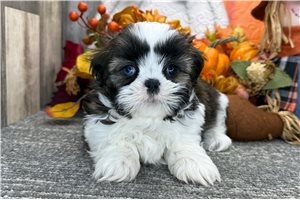 Niki - puppy for sale