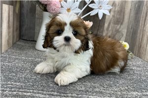 Sally - puppy for sale
