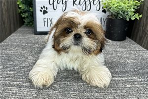 Jase - puppy for sale