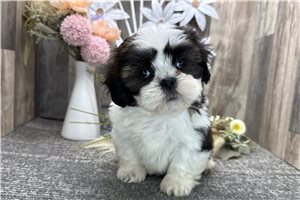 Sandy - puppy for sale