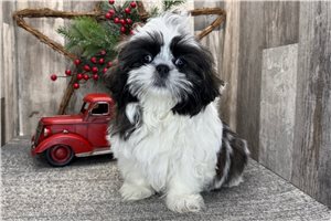 Nicolas - Shih Tzu for sale