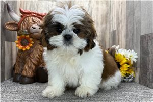 Sam - puppy for sale