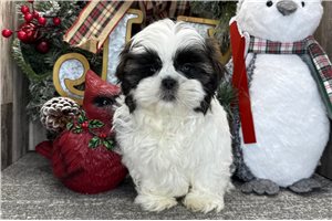 Norris - puppy for sale