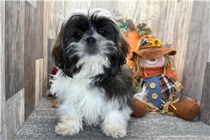Samara - Shih Tzu for sale