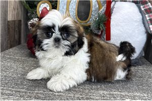 North - Shih Tzu for sale
