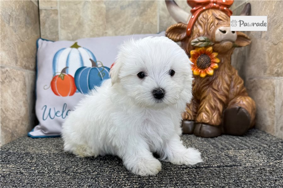 Leni - Maltese for sale