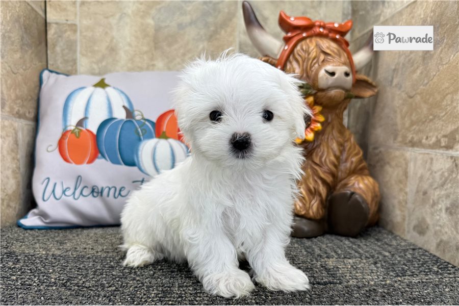 Leroy - Maltese for sale