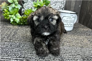 Wally - Havanese for sale