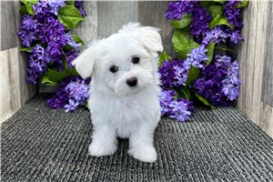 Gordon - Maltese for sale
