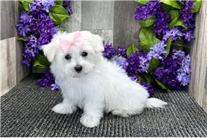 Gizmo - Maltese for sale