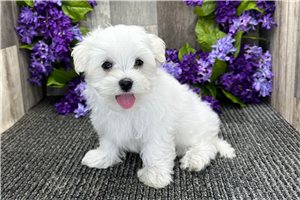 Sonny - Maltese for sale