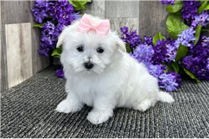 Mopsy - puppy for sale