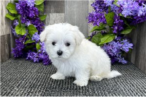 Neil - puppy for sale