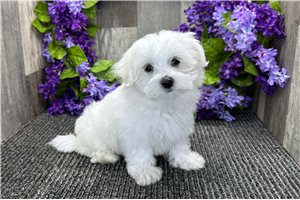 Mocca - puppy for sale