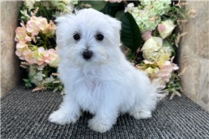 Grady - Maltese for sale