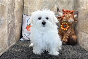 Mopsy - Maltese for sale