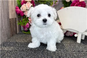 Nugget - Maltese for sale