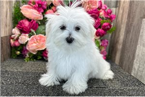 Mopsy - Maltese for sale