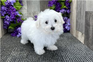 Grady - Maltese for sale
