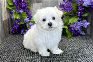 Natasha - Maltese for sale