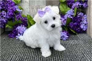 Mocca - Maltese for sale