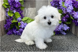Mora - Maltese for sale