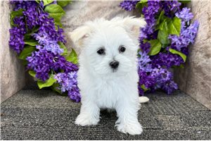 Noodle - Maltese for sale