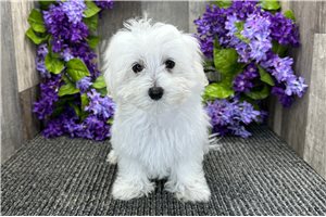 Grady - Maltese for sale