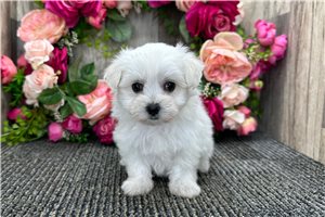 Gothel - puppy for sale