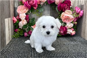 Sonny - Maltese for sale