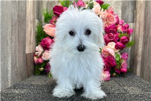 Grady - Maltese for sale