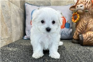 Leni - Maltese for sale
