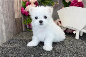 Nova - Maltese for sale