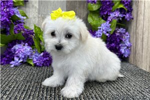 Mora - Maltese for sale