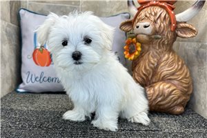 Natasha - Maltese for sale