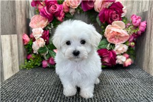 Grady - Maltese for sale