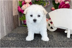 Noodle - Maltese for sale