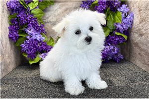 Navi - Maltese for sale