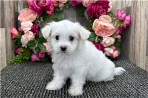 Gordon - Maltese for sale