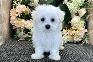 Mocca - Maltese for sale