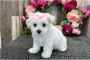 Selene - puppy for sale