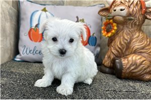 Leila - puppy for sale