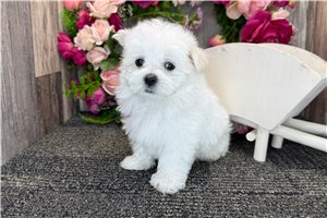 Navi - Maltese for sale