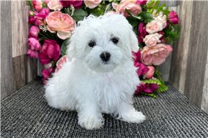 Hunk - Maltese for sale