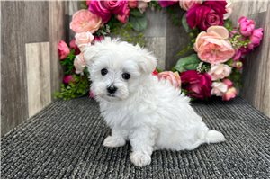 Grace - Maltese for sale
