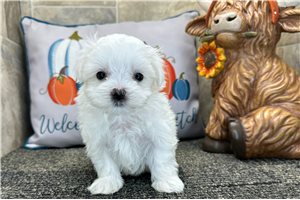 Leroy - puppy for sale