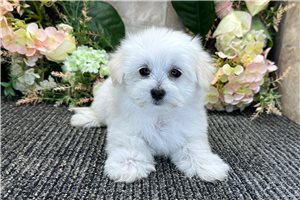 Mora - Maltese for sale