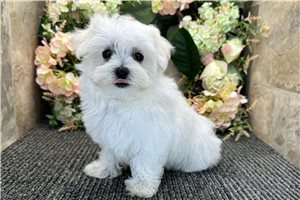 Grace - Maltese for sale